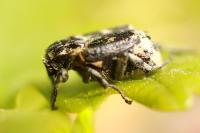 Valgus hemipterus