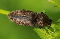 Agrypnus murinus