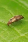 Anaspis maculata