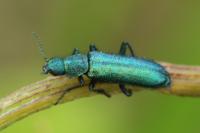 Psilothrix viridicoerulea