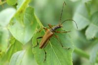 Stenocorus meridianus