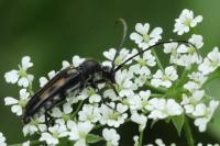 Anoplodera sexguttata