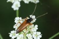 Alosterna tabacicolor