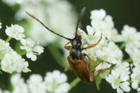 Alosterna tabacicolor