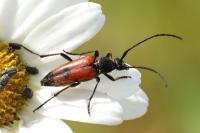 Stenurella bifasciata