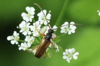 Alosterna tabacicolor