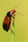 Diachromus germanus