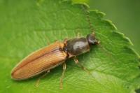 Athous vittatus