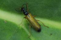 Rhagonycha lignosa