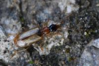 Demetrias atricapillus
