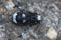 Platystomos albinus