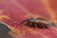 Dorytomus tortrix