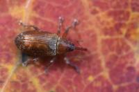 Dorytomus tortrix