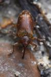 Dorytomus tortrix