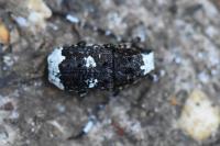 Platystomos albinus