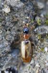 Demetrias atricapillus