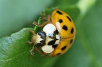 Harmonia axyridis