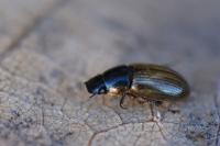 Melinopterus prodromus