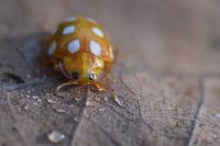 Halyzia sedecimguttata