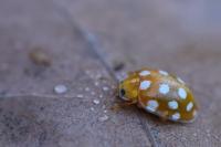 Halyzia sedecimguttata