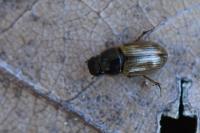 Melinopterus prodromus