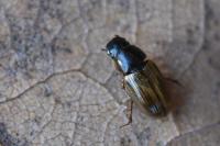 Melinopterus prodromus