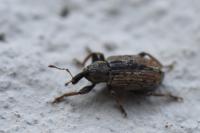 Hypera postica