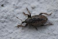 Hypera postica