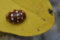 Calvia quatuordecimguttata