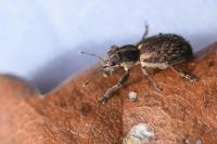 Andrion regensteinense