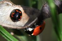 Exochomus quadripustulatus