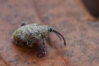 Curculio glandium