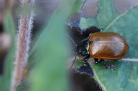 Chrysomela tremula