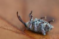 Curculio glandium