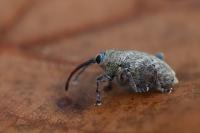 Curculio glandium