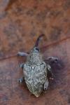 Curculio glandium