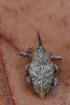 Curculio glandium