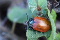 Chrysomela tremula