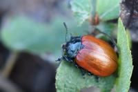 Chrysomela tremula
