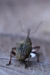 Curculio glandium