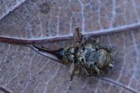 Curculio glandium