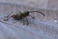 Curculio glandium