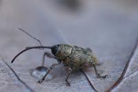 Curculio glandium