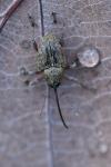 Curculio glandium