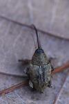 Curculio glandium
