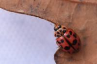 Oenopia conglobata