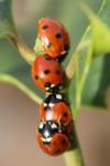 Coccinella septempunctata