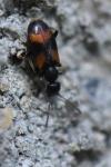 Anthicus antherinus
