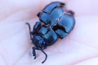 Timarcha goettingensis