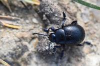 Timarcha goettingensis